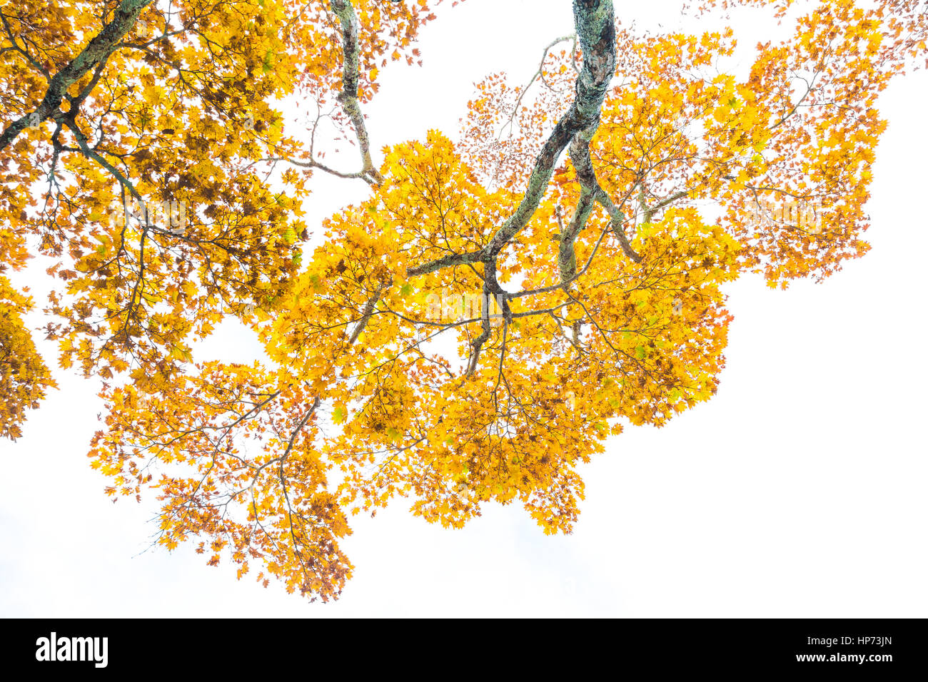 Yellow autumn leaves tree branch on white sky background Stock Photo ...