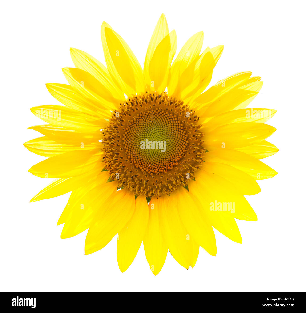 sunflower isolated on white background Stock Photo - Alamy