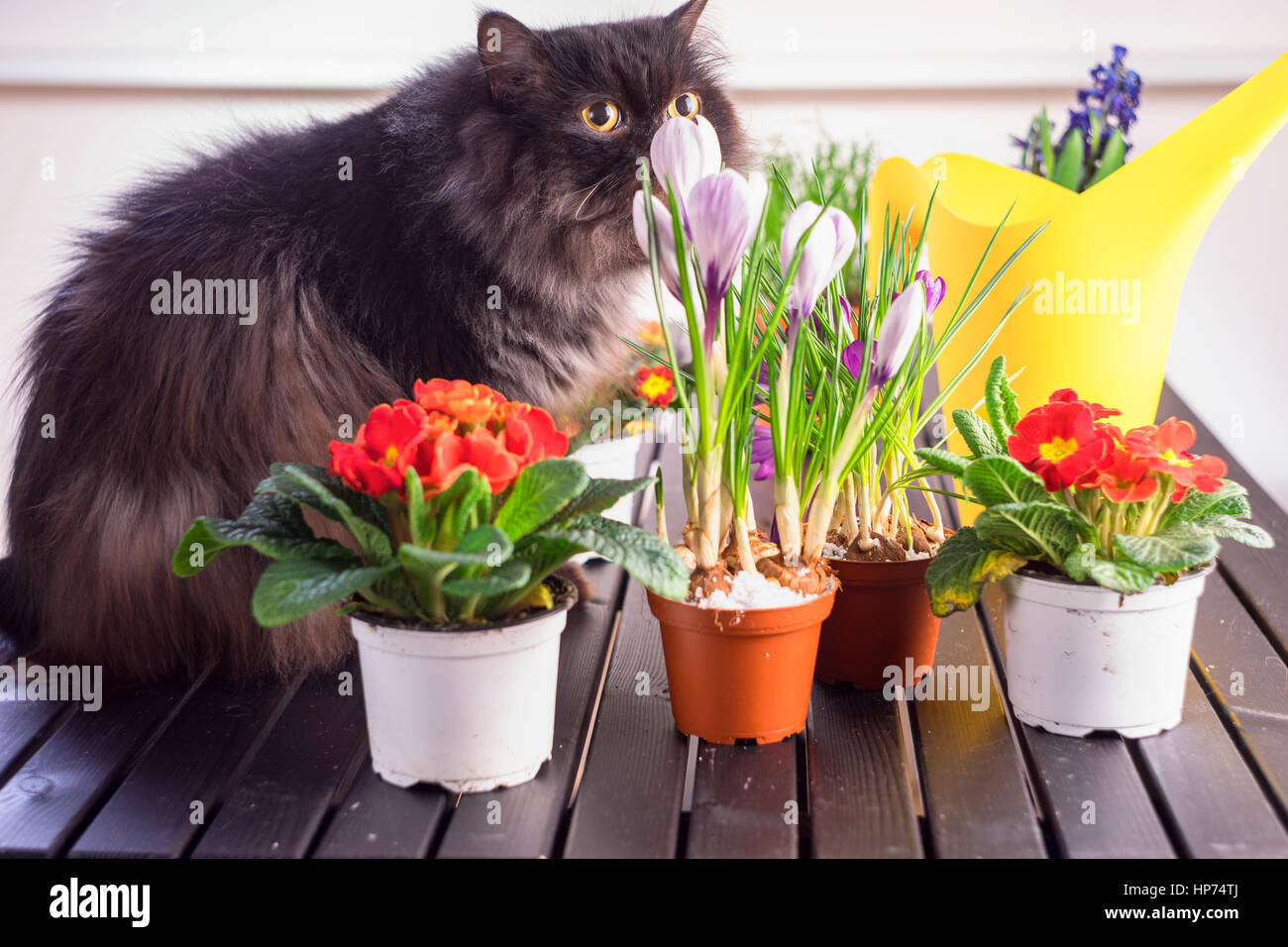 A black cat near flowers. Stock Photo