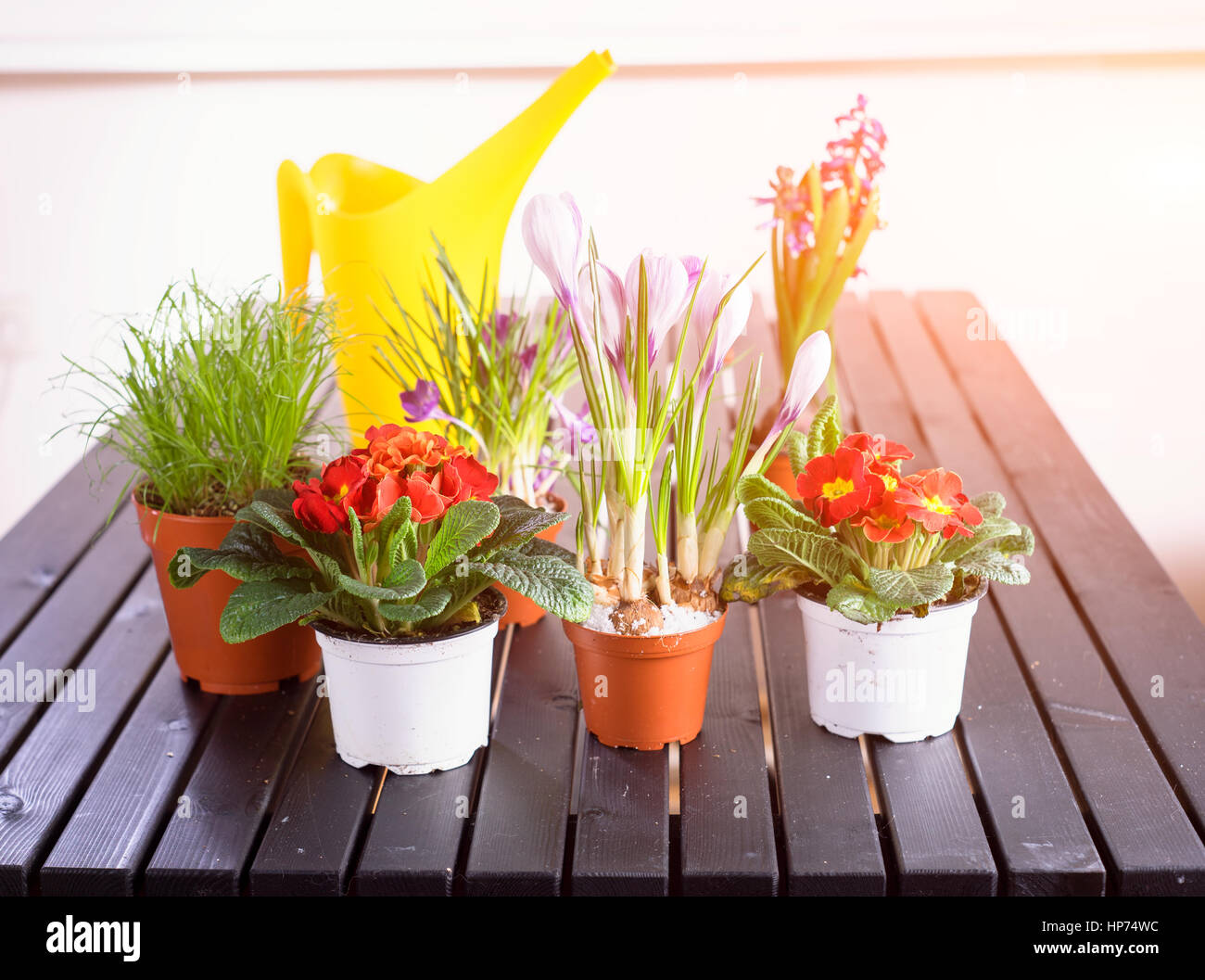 Flowers near watering pot Stock Photo
