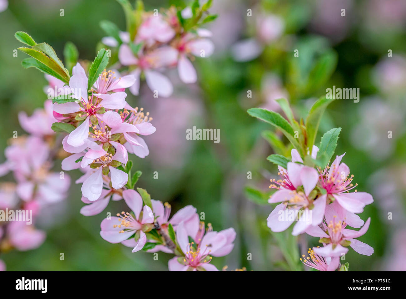 Dwarf Russian almond Stock Photo Alamy