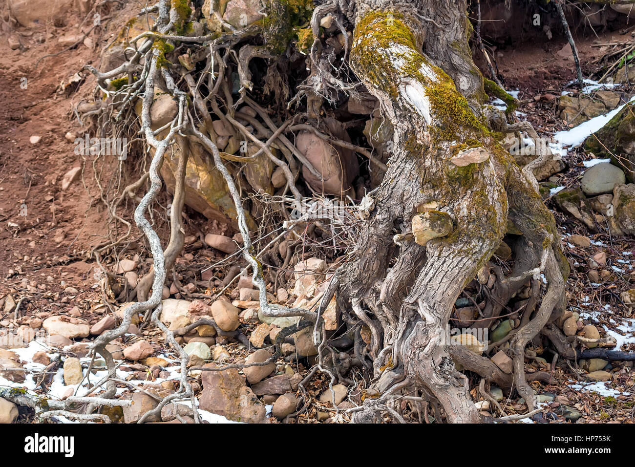 Tree roots in magic pine hi-res stock photography and images - Alamy