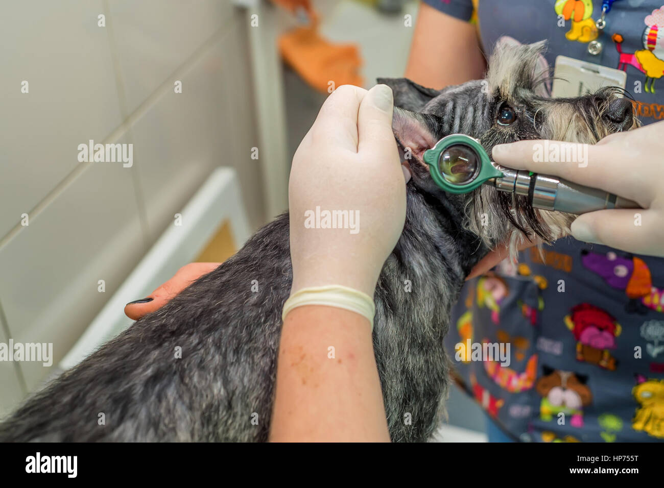 Veterinarian examins ear of dog with otoscope Stock Photo