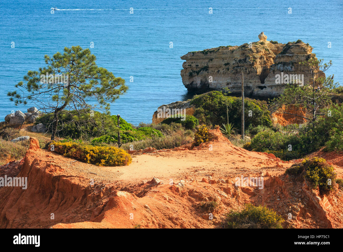 Summer evening Atlantic ocean shore with red clayey earth and pine