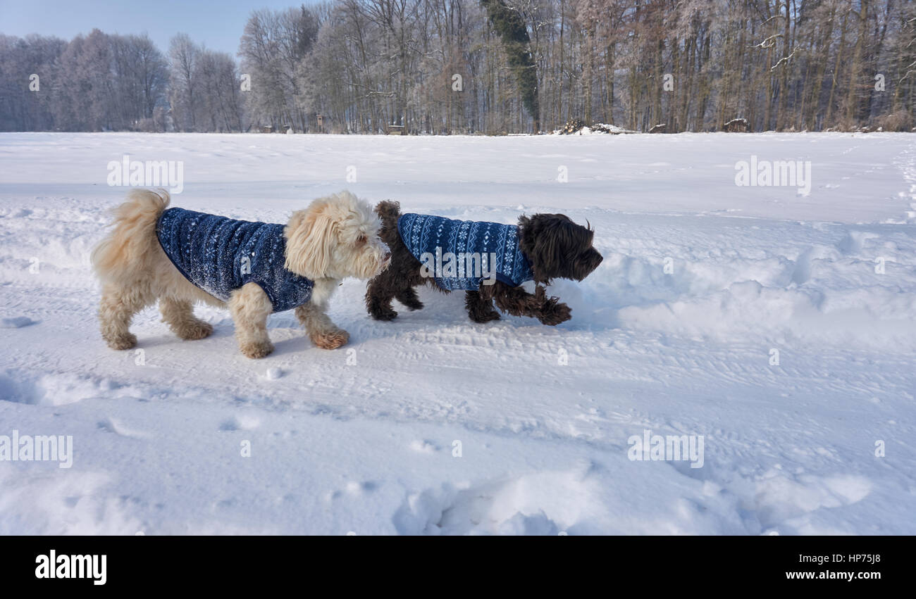 Havanese dog with blue coat in beautiful winter landscape with white