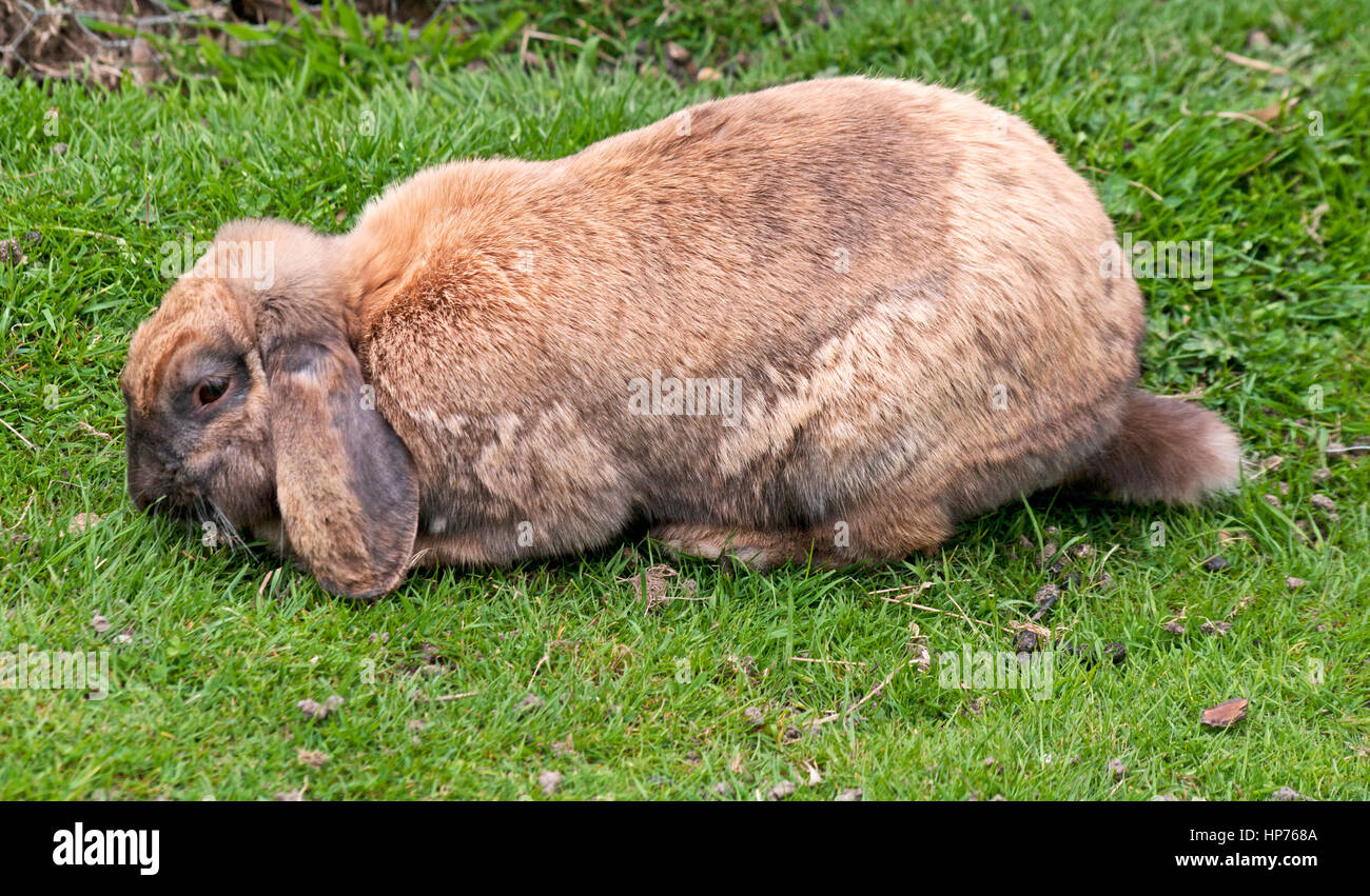 Loopin Rabit Dwarf Lop Rabit Stock Photo - Alamy