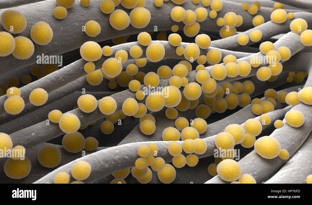 Staphylococcus aureus MRSA bacteria Stock Photo