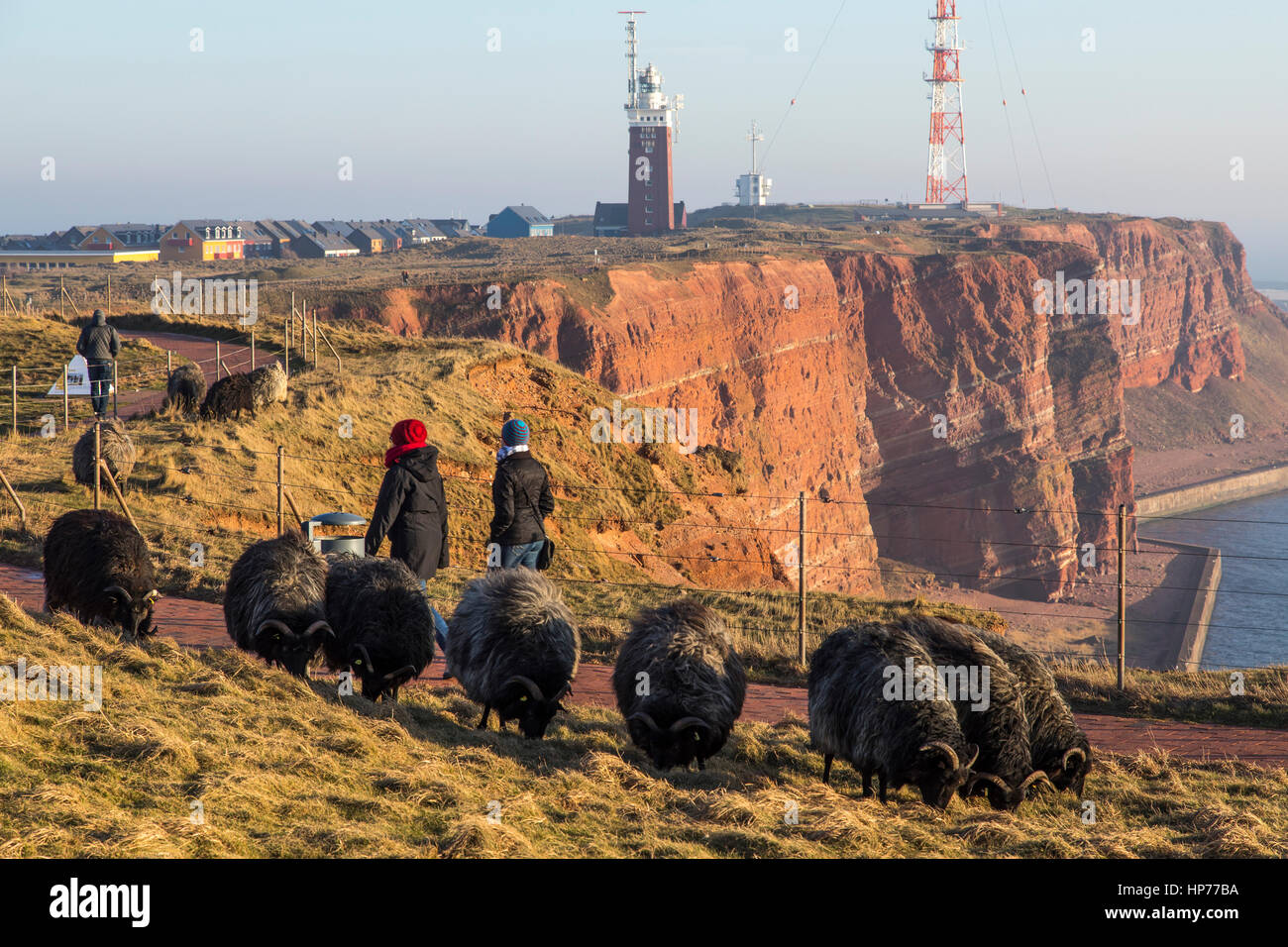 The red steep coast line of Helgoland, an German Island in the North Sea, lighthouse and radio-relay system antenna mast, flock of sheep, Stock Photo