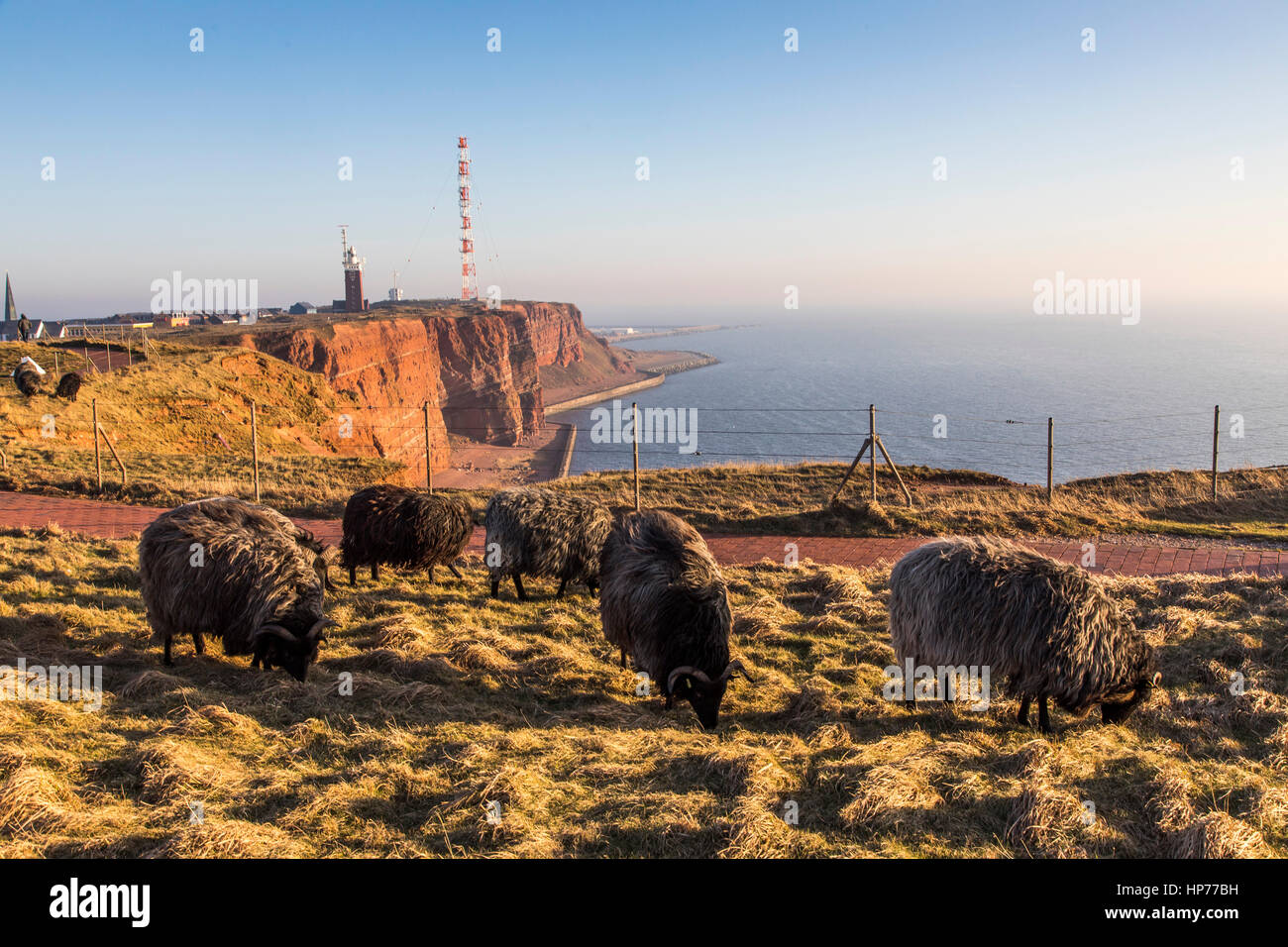 The red steep coast line of Helgoland, an German Island in the North Sea, lighthouse and radio-relay system antenna mast, flock of sheep, Stock Photo