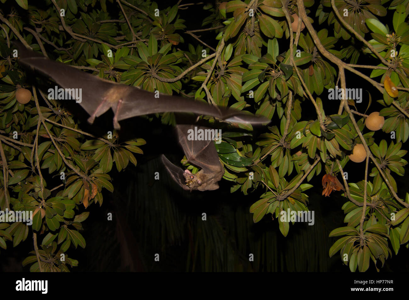 Sapota eater bats - Fight for food, bat incoming, bat to the rescue Stock Photo