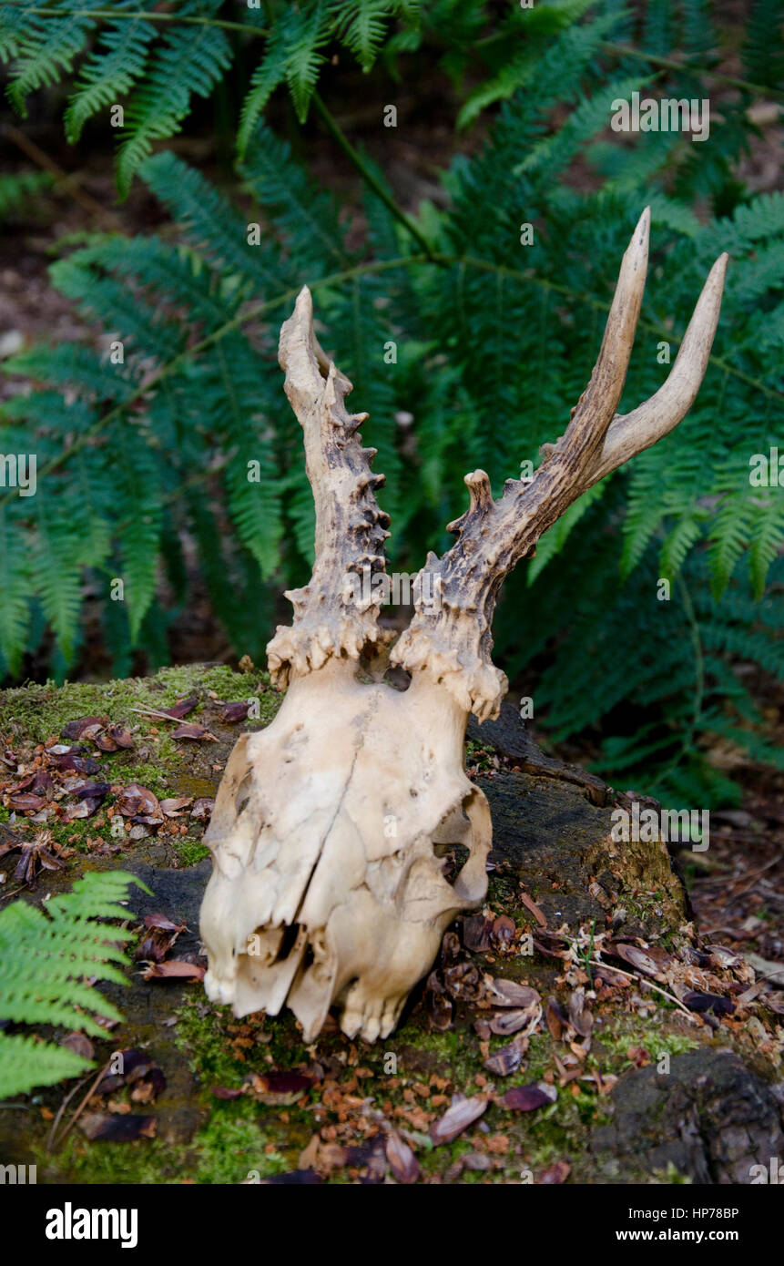 Horned animal skull in forest Stock Photo Alamy