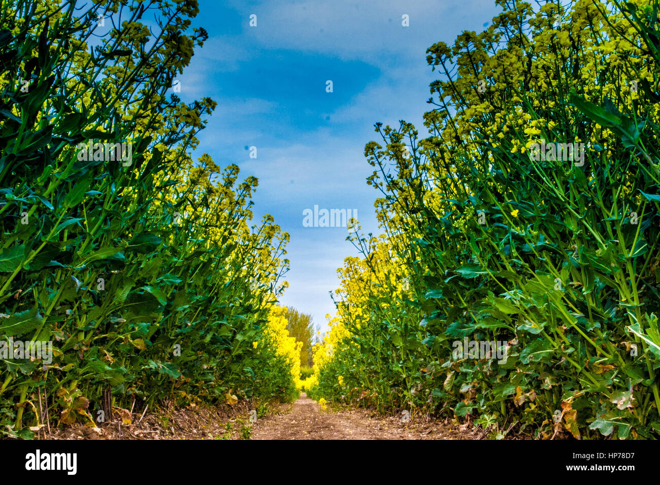 Beautiful English landscape with yellow mustard seed flowers in fields Stock Photo