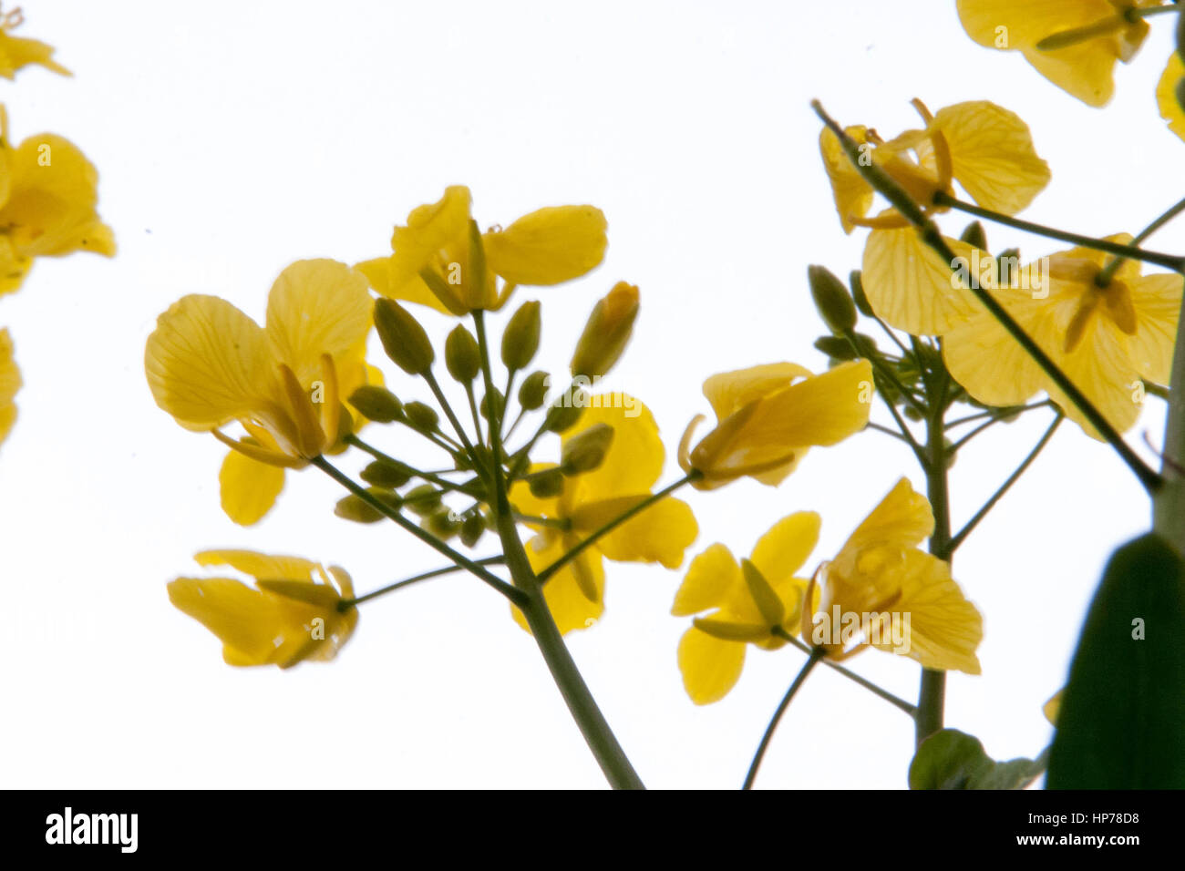 Beautiful English landscape with yellow mustard seed flowers in fields Stock Photo
