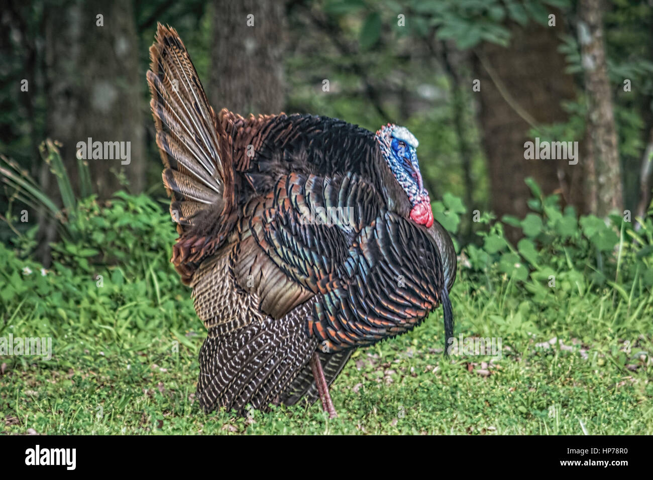 Osceola wild turkey along the St Johns River Stock Photo - Alamy