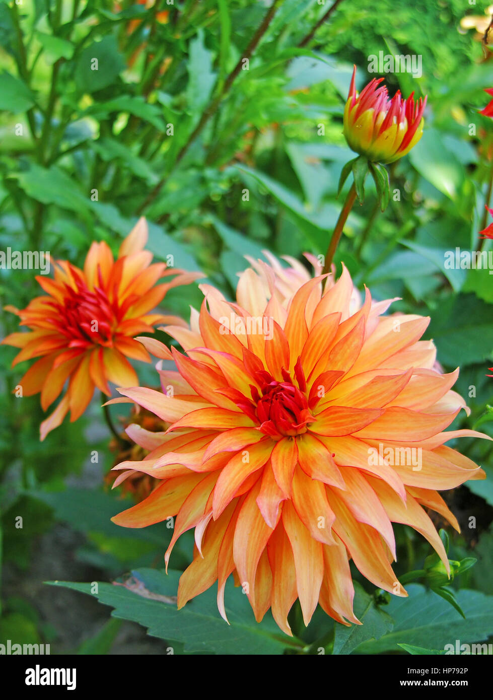 Day dahlia flower bed garden hi-res stock photography and images - Alamy
