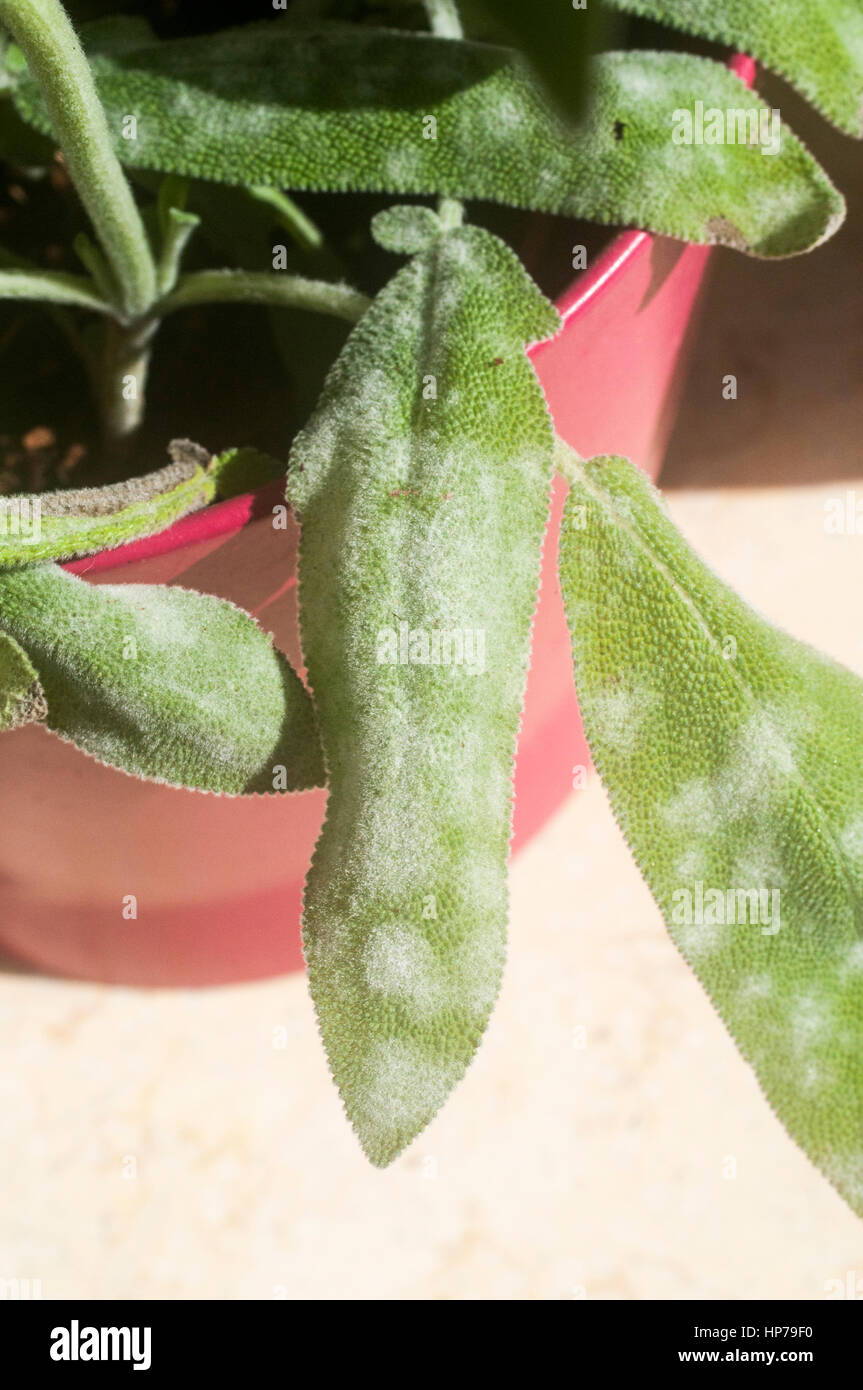 Powdery mildew on a leaf of  sage (Salvia) plant Stock Photo