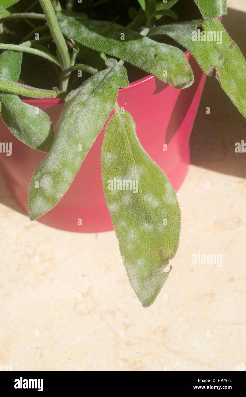 Powdery mildew on a leaf of sage (Salvia) plant Stock Photo Alamy