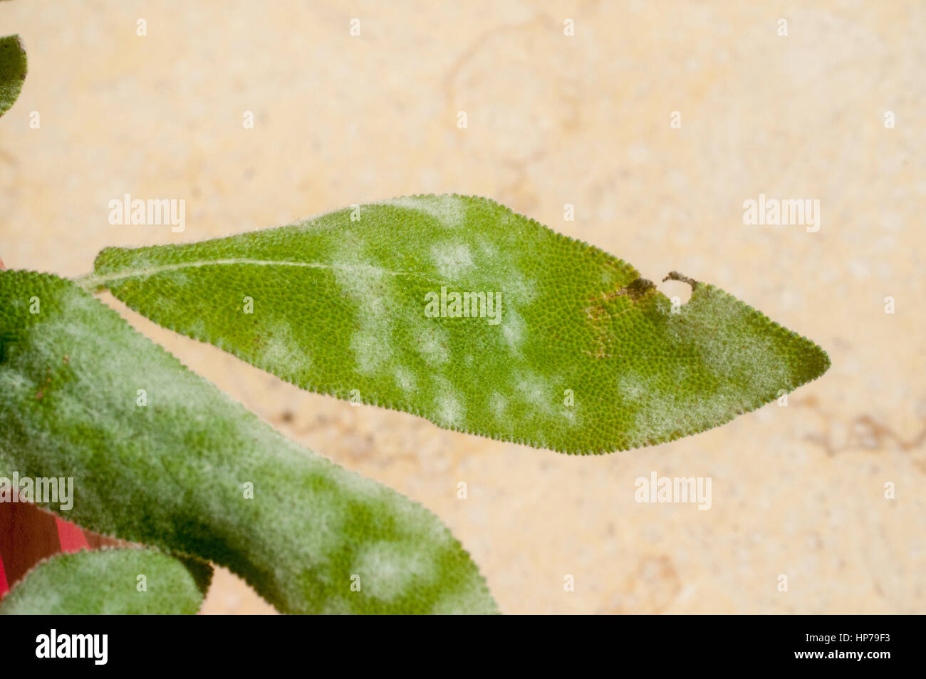 Powdery mildew on a leaf of  sage (Salvia) plant Stock Photo