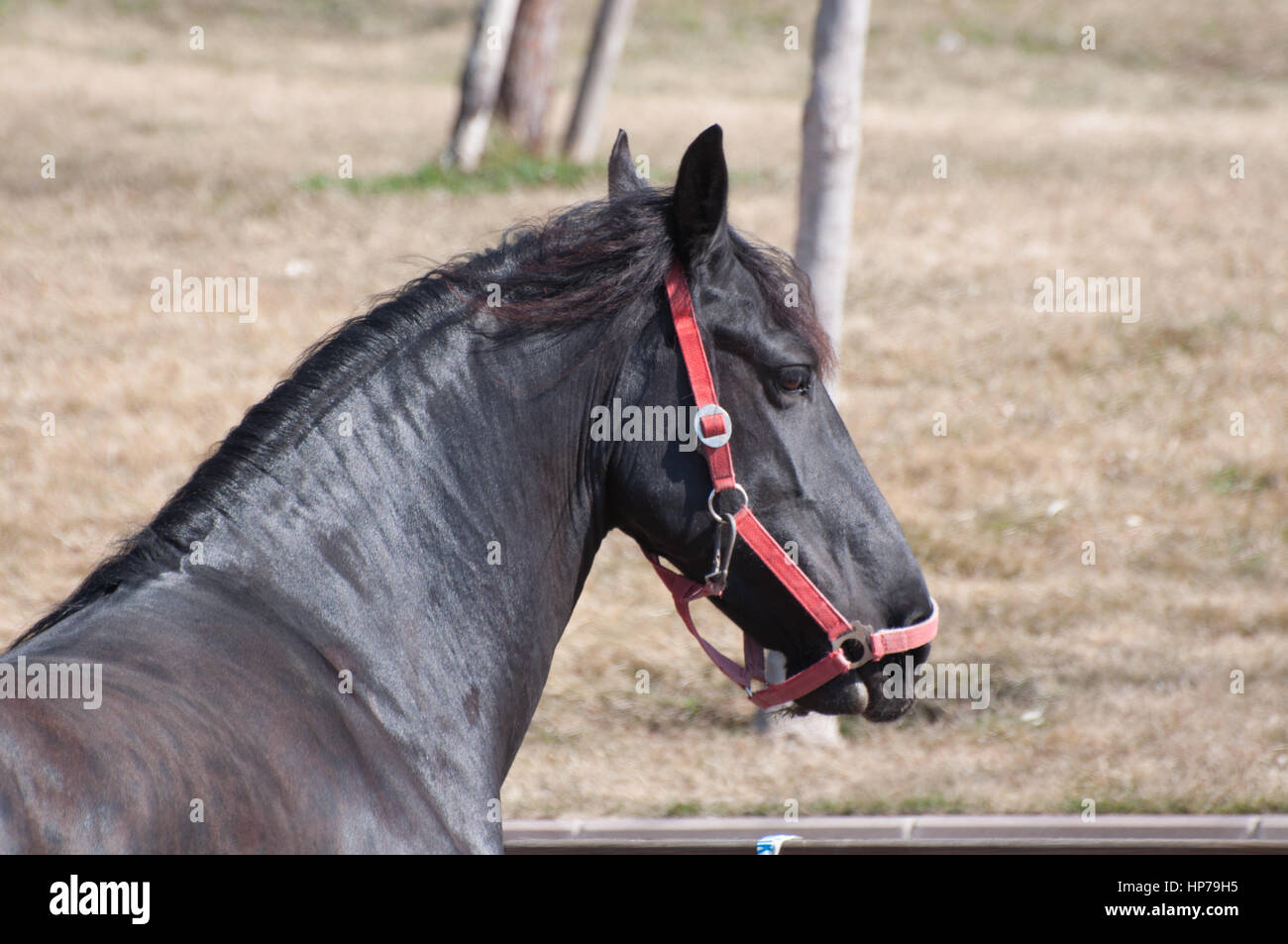 Black friesian hi-res stock photography and images - Alamy