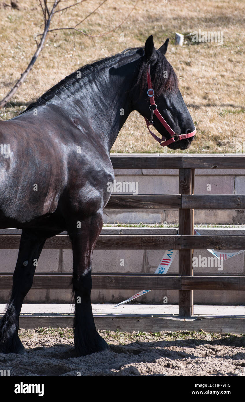 Black Friesian Horse High Resolution Stock Photography and Images - Alamy