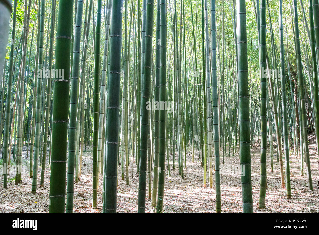 Green stems of bamboo forest. Arashiyama, Kyoto, Japan Stock Photo