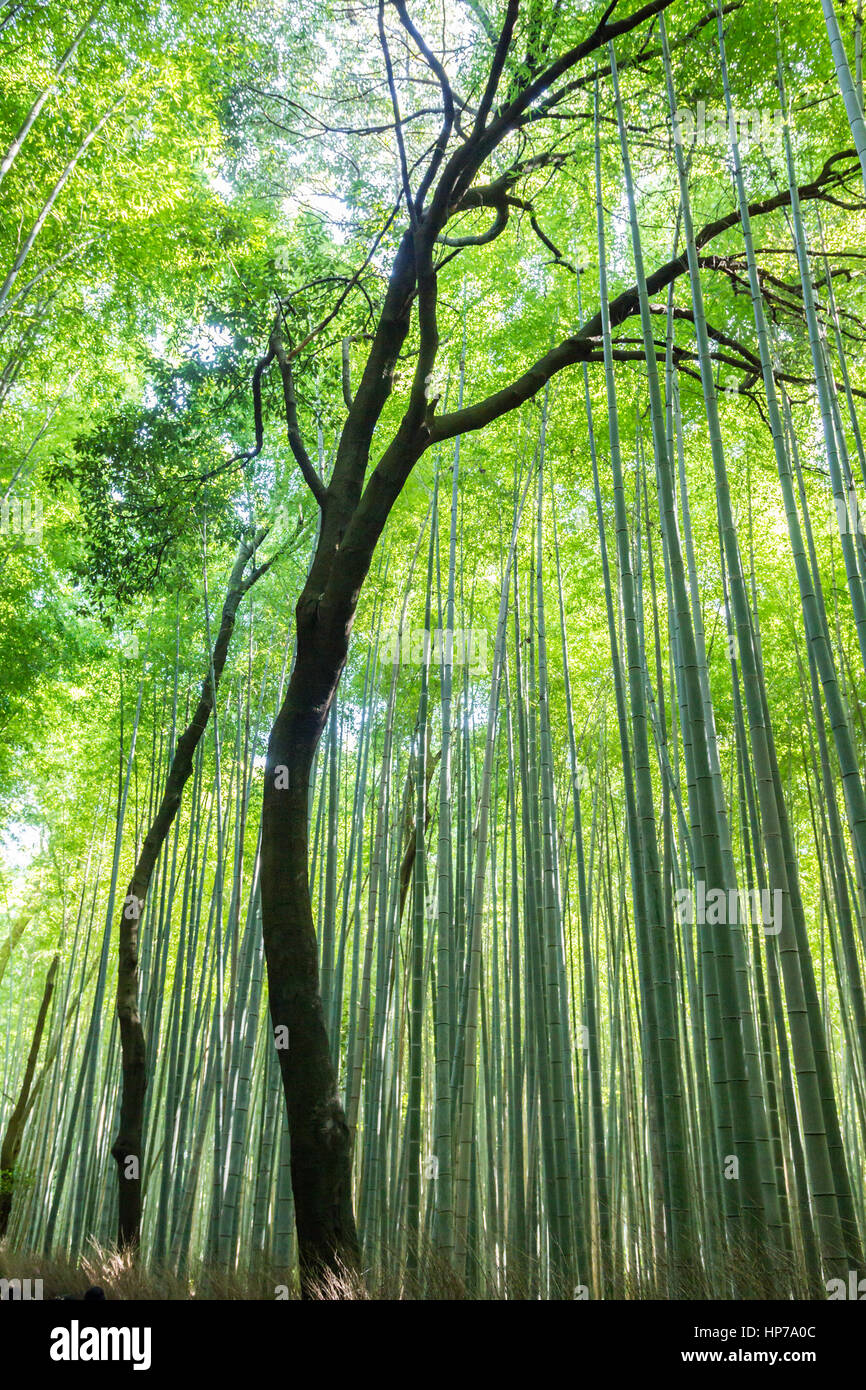 Bamboo Forest Grove in Arashiyama, Kyoto, Japan Stock Photo Alamy