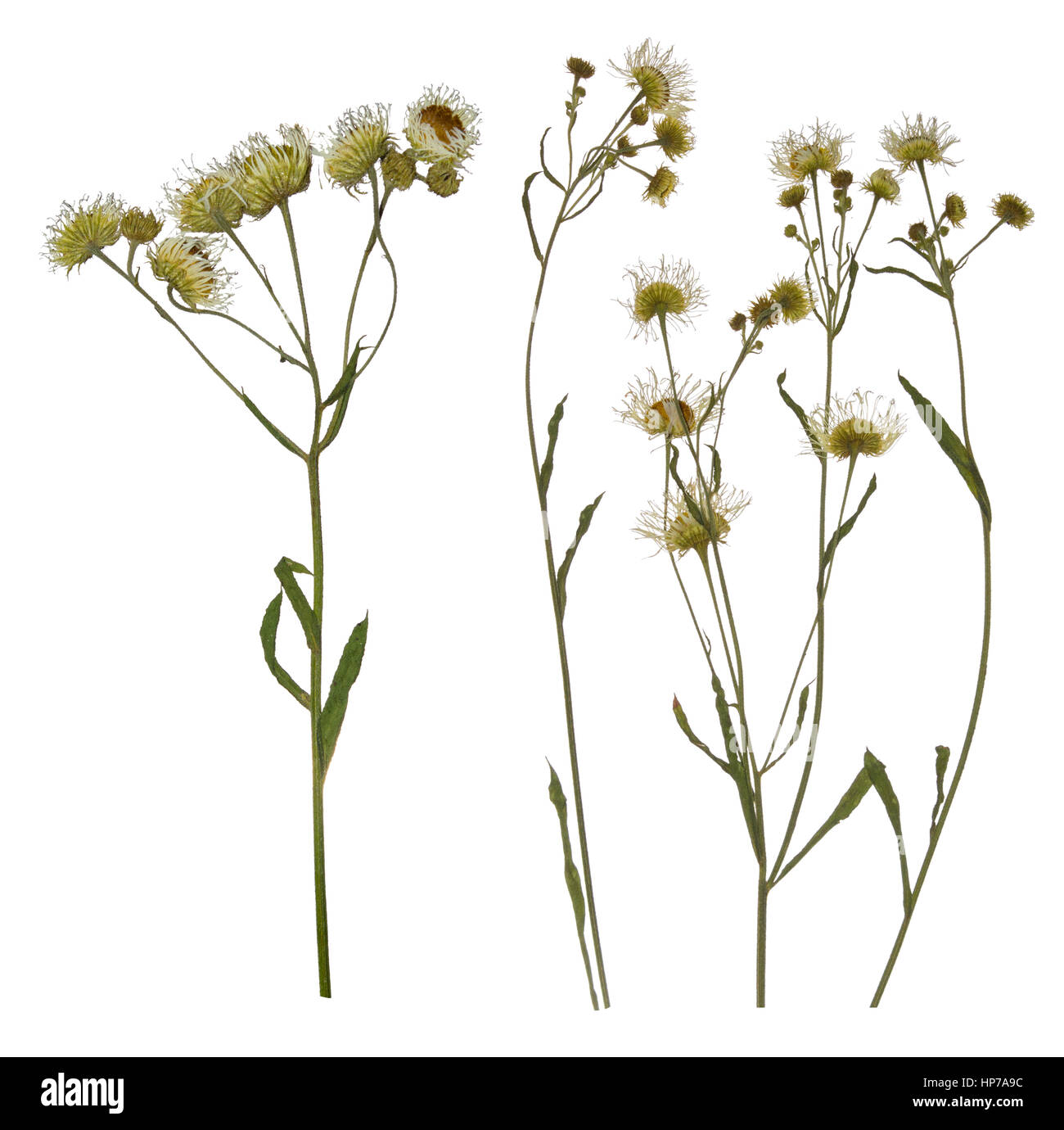 Pressed Dried branch of chamomile drug. Herbarium of wild flowers Stock Photo