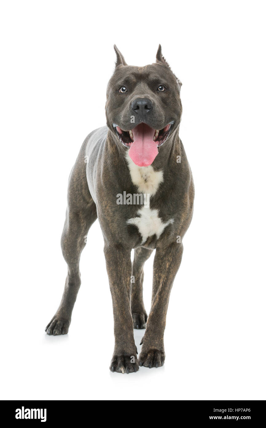 american staffordshire terrier blue
