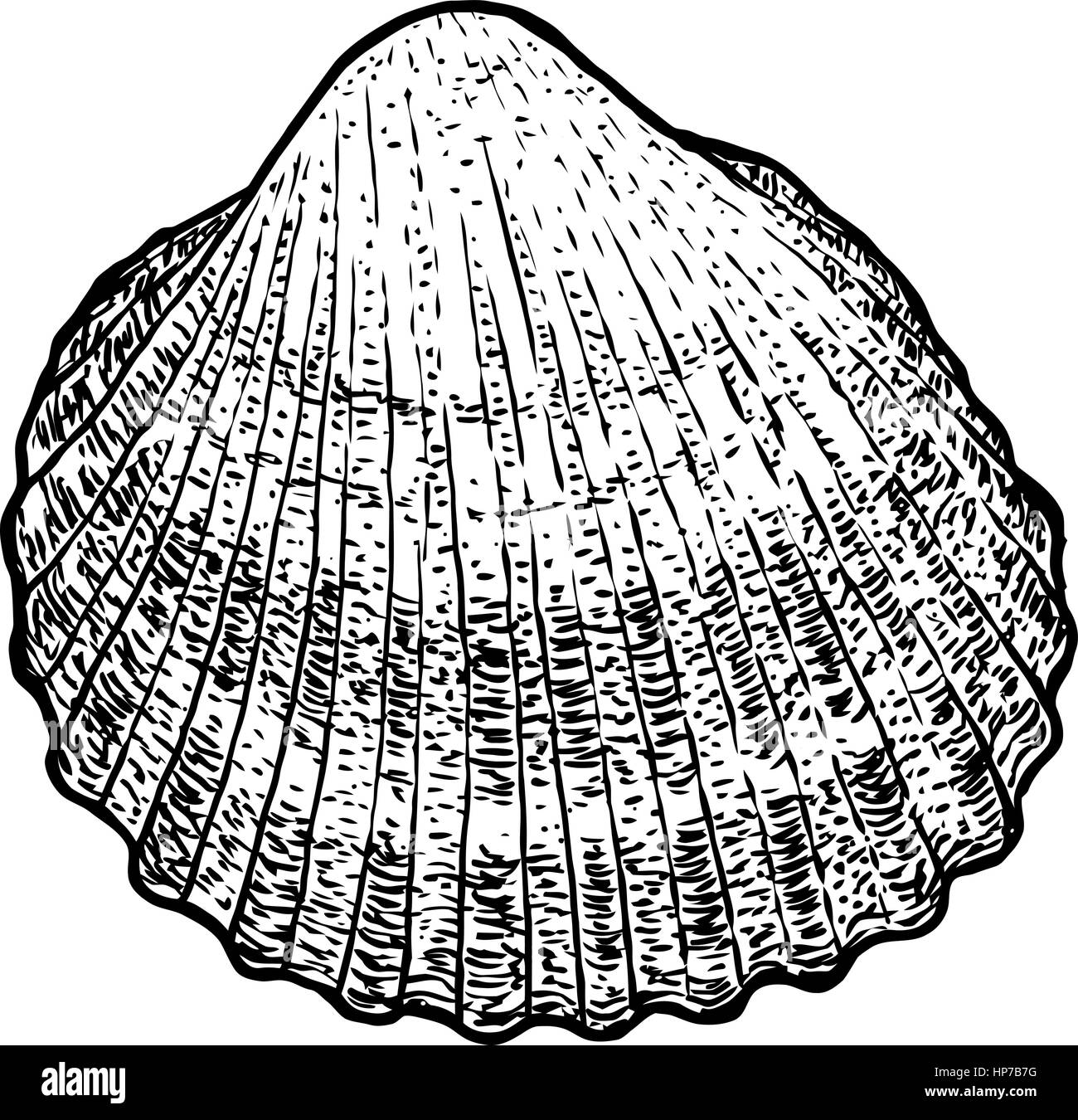 Cockle, shell  illustration, drawing, engraving, ink, realistic Stock Vector