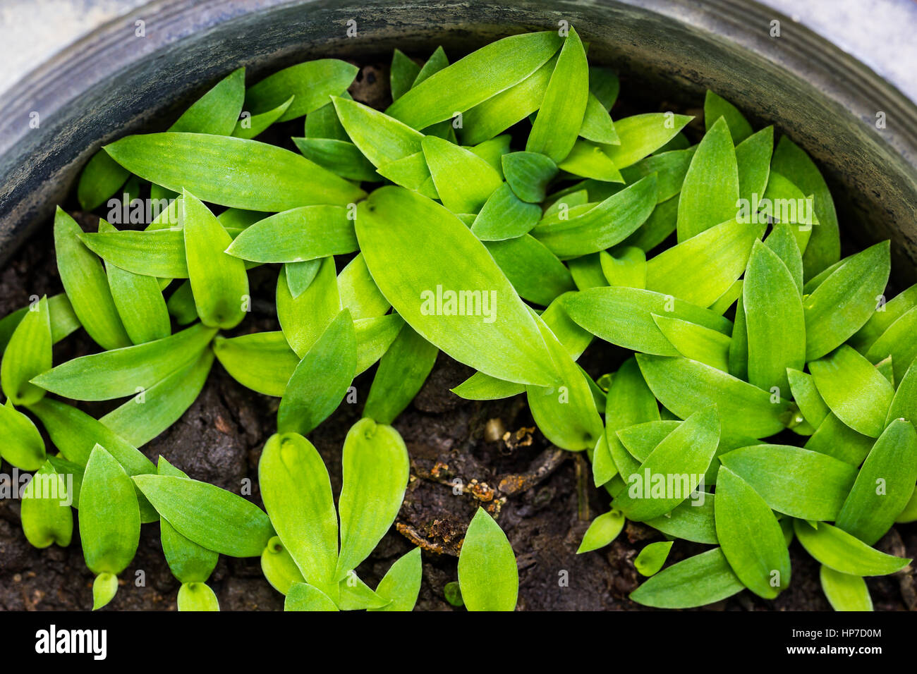 Small green plant are growing in the black plastic pot Stock Photo - Alamy