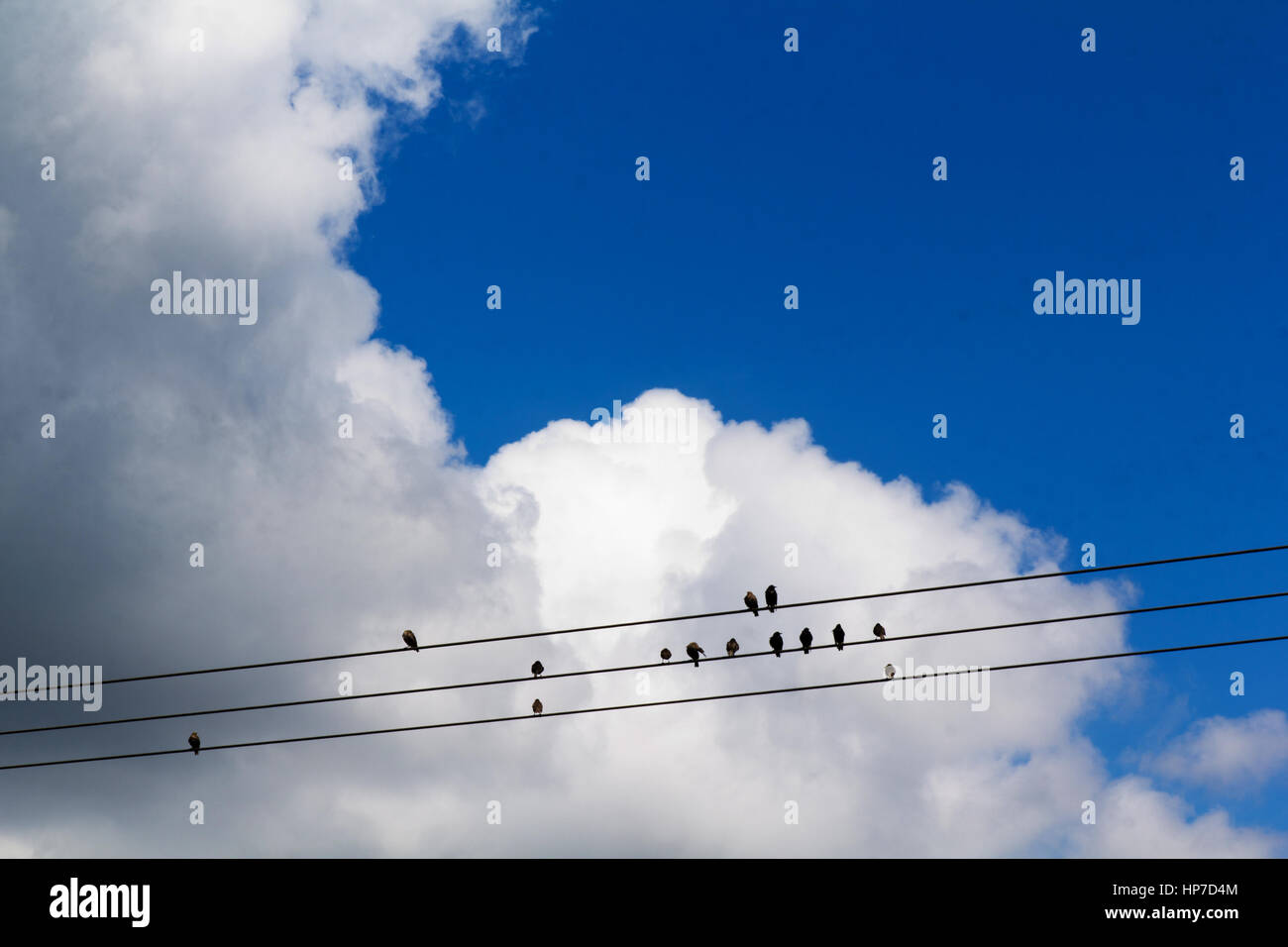 Birds sitting on wires against a blue sky with clouds Stock Photo - Alamy