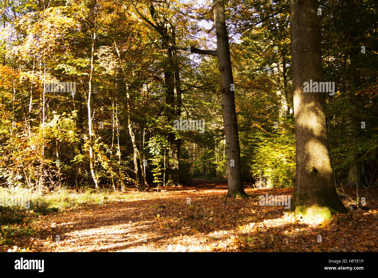 Woodland scene with autumn leaves in yellow and brown Stock Photo - Alamy