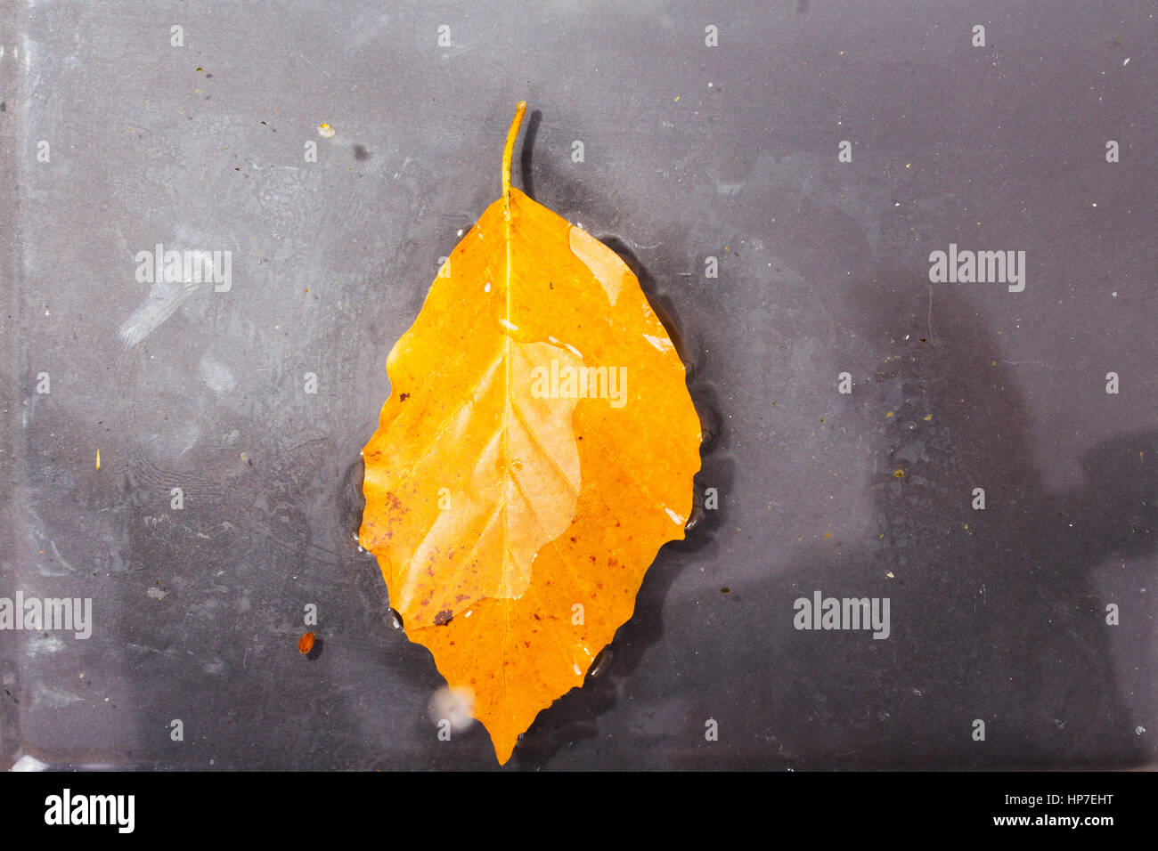 Bright colourful autumn leaf floating in water with ripples Stock Photo ...