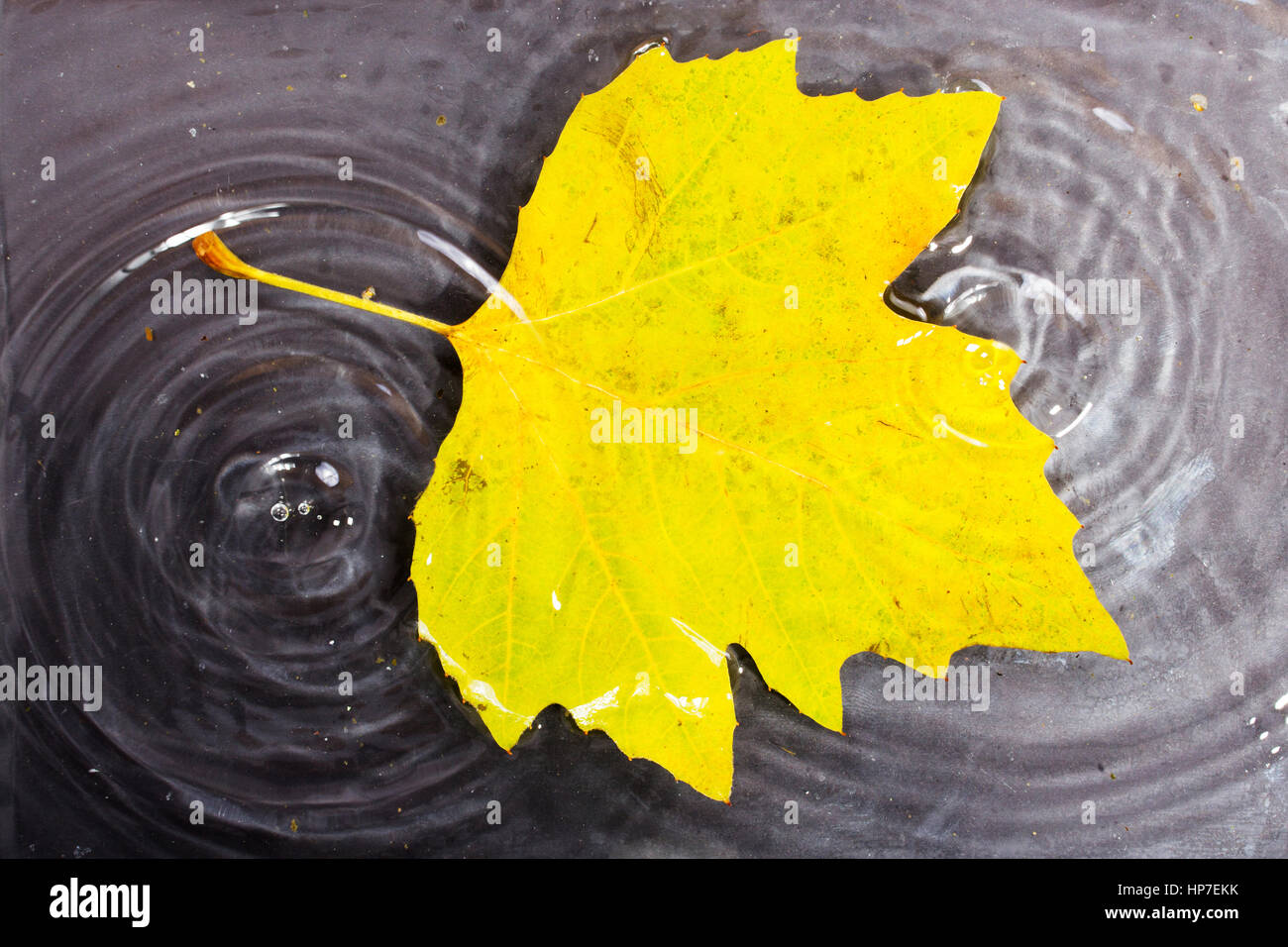 Bright colourful autumn leaf floating in water with ripples Stock Photo ...
