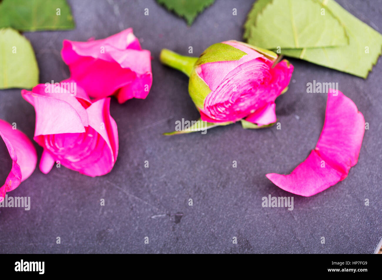 Single rose cut up on piece of slate Stock Photo - Alamy