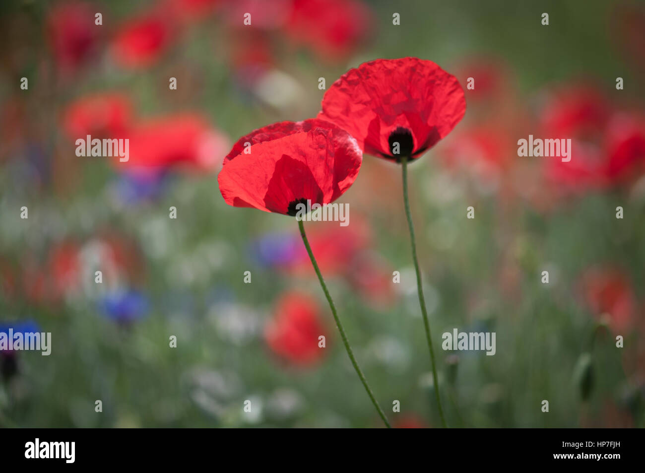Poppy images hi-res stock photography and images - Alamy