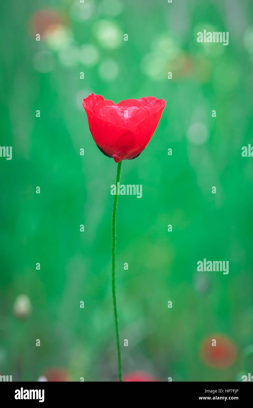 Poppy field pictures hi-res stock photography and images - Alamy