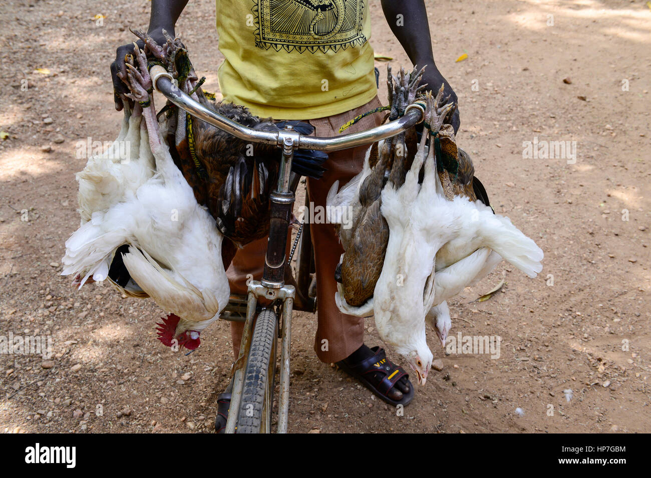 BURKINA FASO , Fada N´Gourma, village TINDANGOU, live chicken transport with bicycle for direct supply Stock Photo