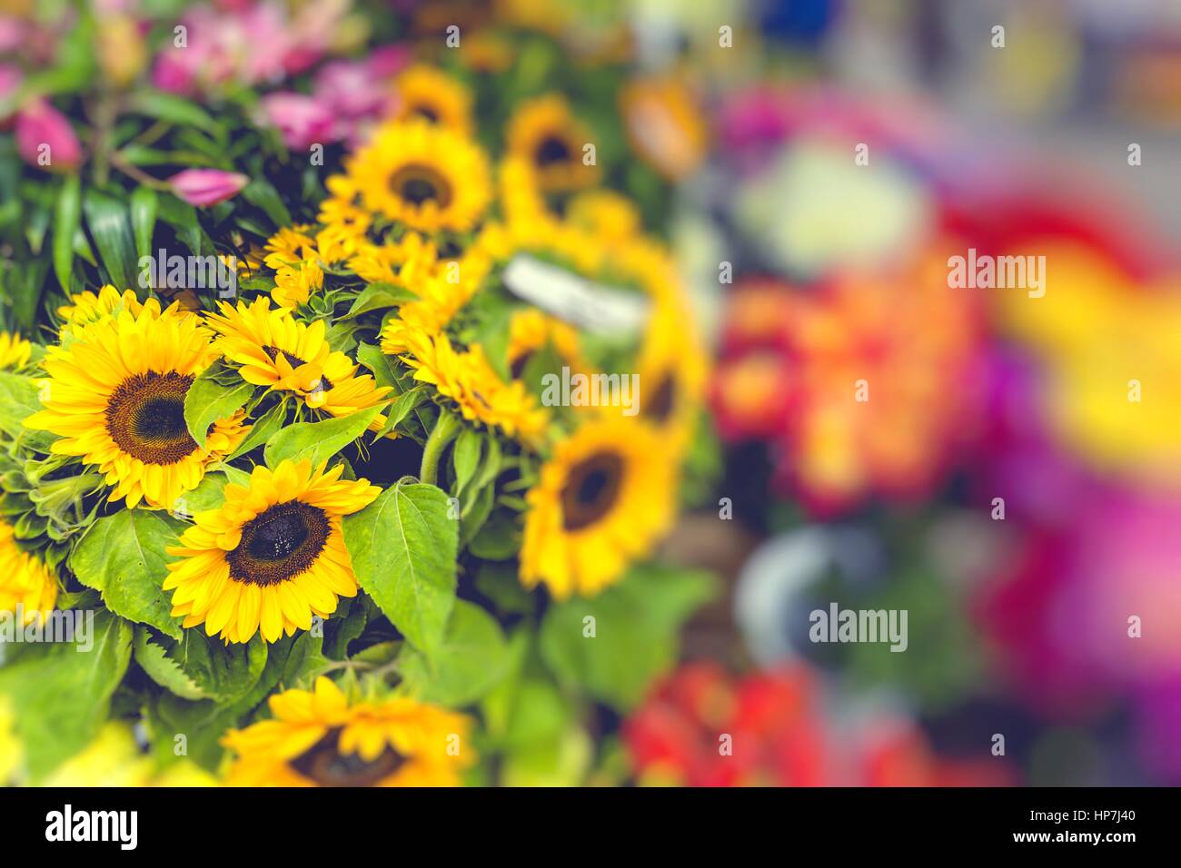 Flower market in Riga, Latvia Stock Photo Alamy