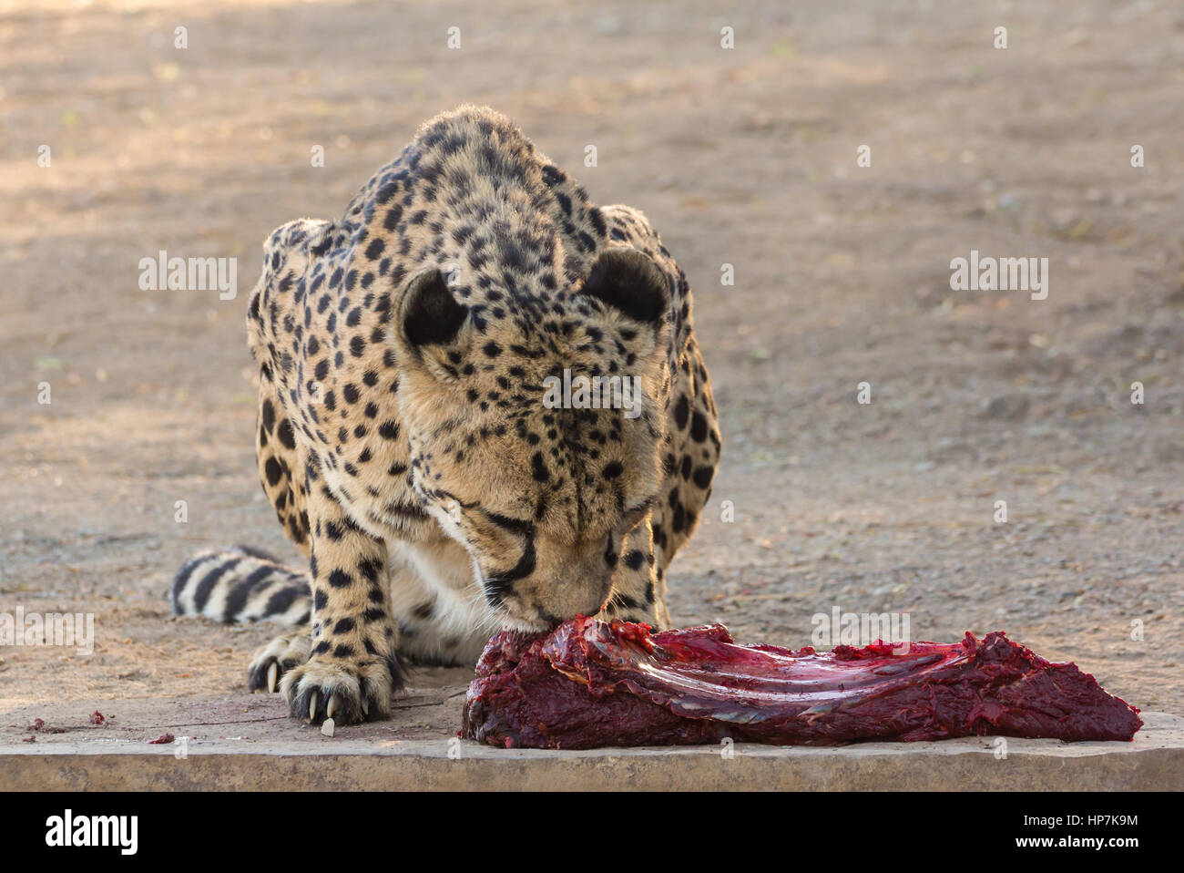 Feeding of cheetah at Gariganus Farm, Keetmanshoop, Namibia Stock Photo