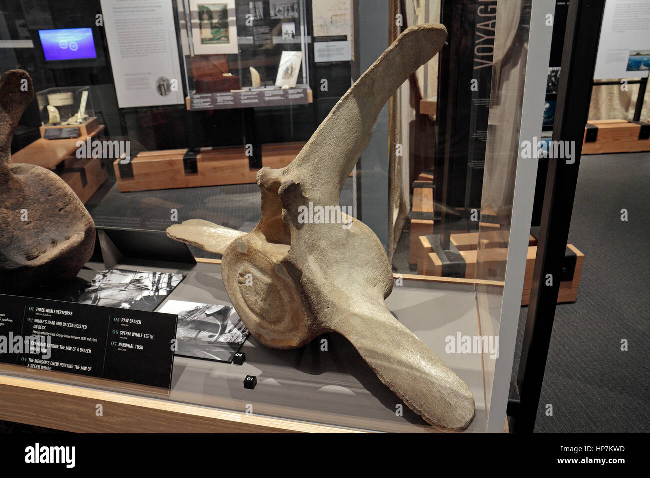 Whale vertebrae on display in the Stillman Building Whalers exhibition, Mystic Seaport, Mystic, Connecticut, United States. Stock Photo