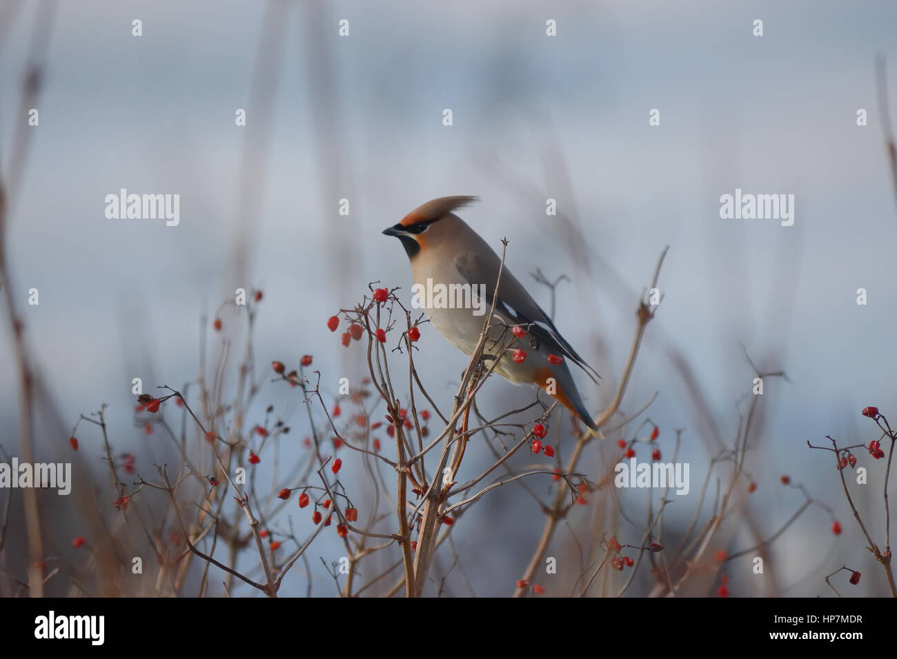 Waxwing perched Stock Photo
