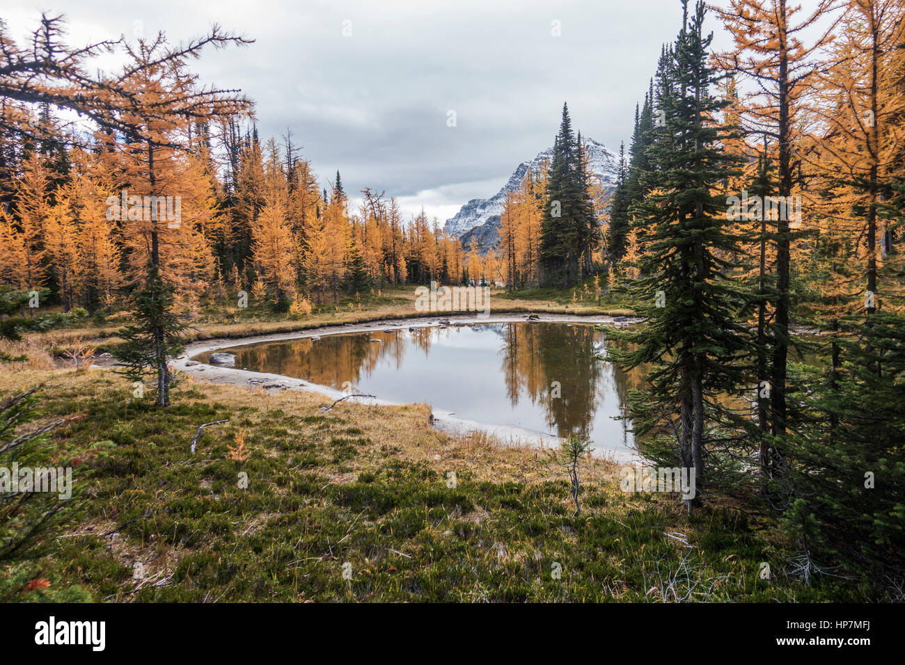 Autumn at Simpson Pass, Banff National Park, Alberta, Canada Stock Photo