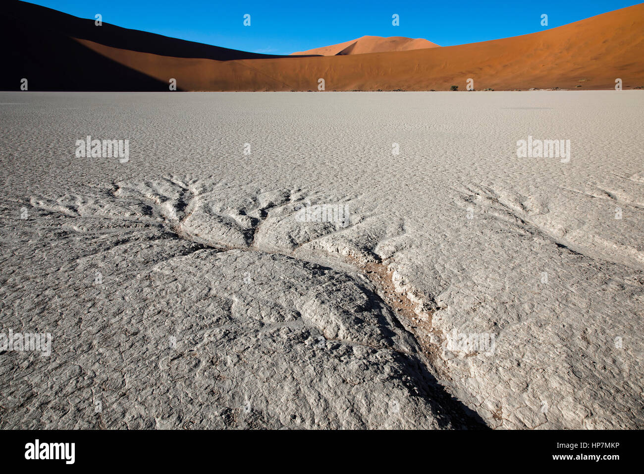 Sand Dunes, Deadvlei, Sossusvlei, Namib Desert, Namibia, Africa, by Monika Hrdinova/Dembinsky Photo Assoc Stock Photo