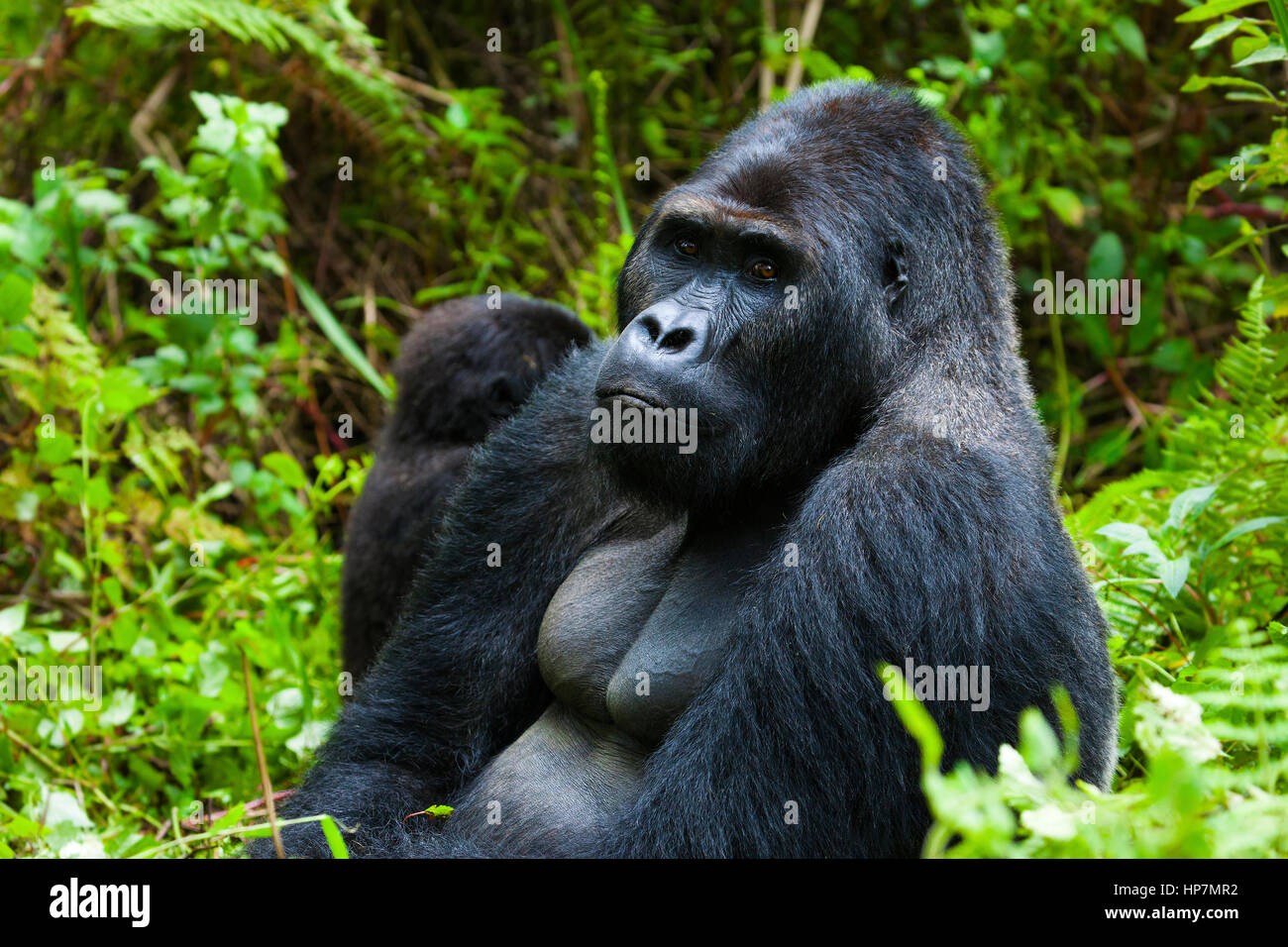 E Lowland Gorilla, Silverback Gorilla beringei graueri, Kahuzi-Biéga NP S Kivu Prov., Democratic Republic Congo, by Monika Hrdinova/Dembinsky Photo As Stock Photo