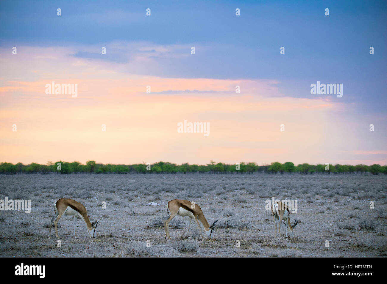 Springbok, Antidorcas marsupialis, Etosha National Park, Namibia, Africa, by Monika Hrdinova/Dembinsky Photo Assoc Stock Photo