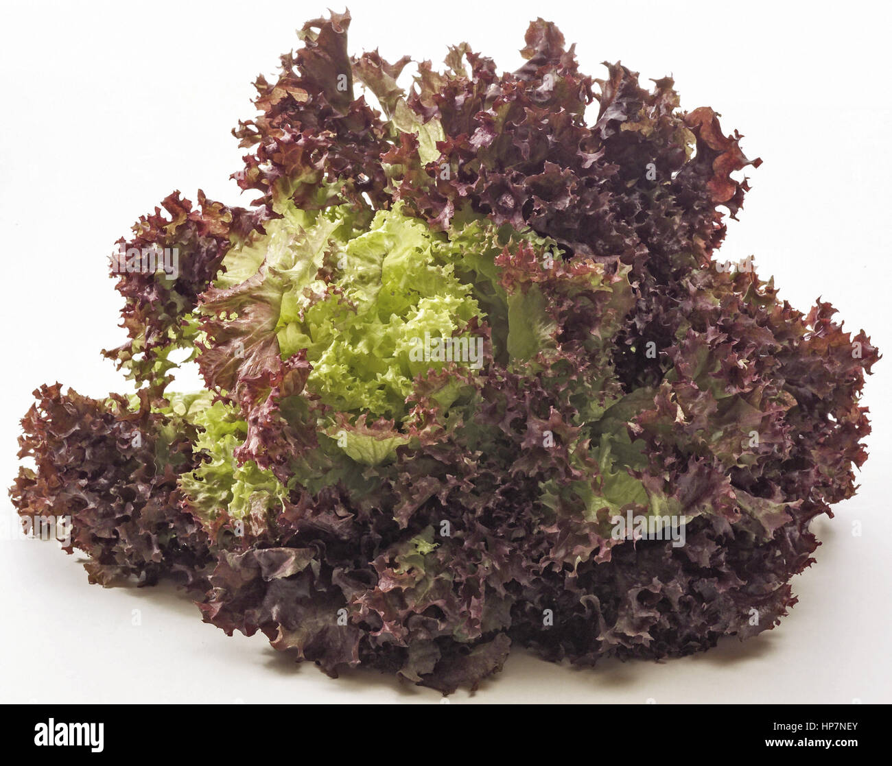 Salat Lollo Rosso Stock Photo - Alamy