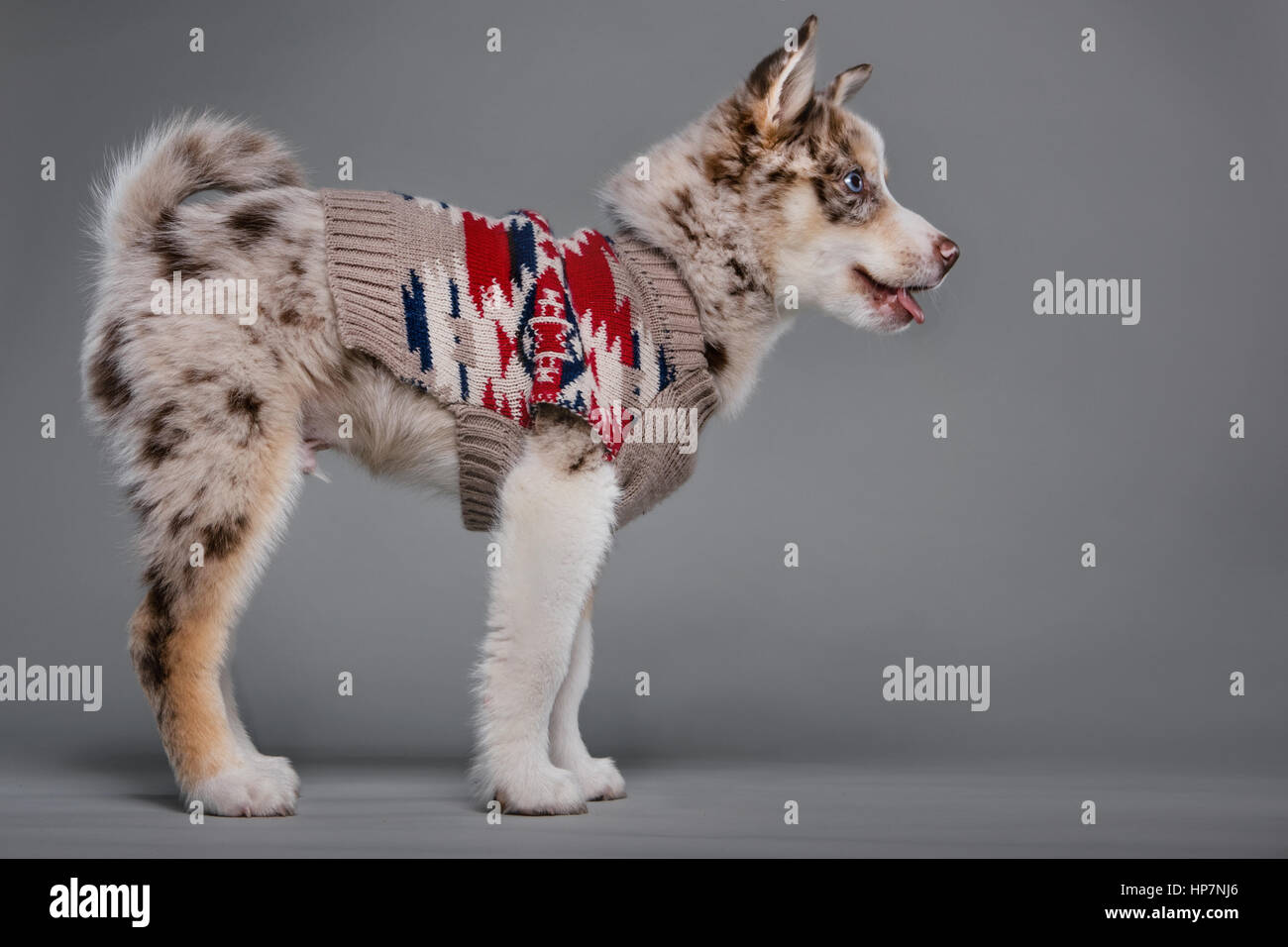 Full-body studio portrait of an adorable pomsky puppy wearing a Navajo sweater. Stock Photo