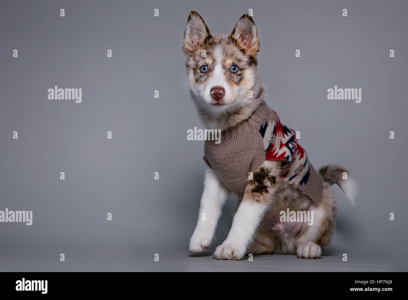 Full-body studio portrait of an adorable pomsky puppy wearing a Navajo sweater. Stock Photo