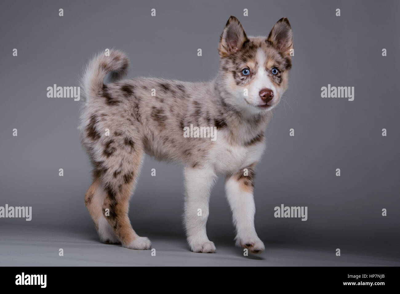 Full-body studio portrait of a cute brown and white pomsky puppy looking at camera. Stock Photo